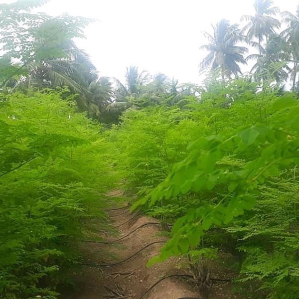 مزرعه مورینگا اولیفرا طب جو نهال مورینگا اولیفرا برگ مورینگا اولیفرا طب جو 